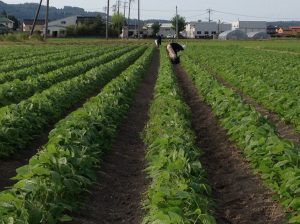 くさむしり