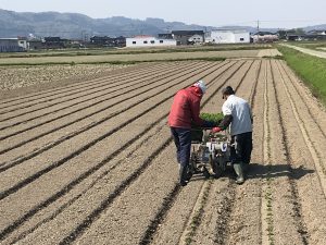 だだちゃ豆の苗の定植