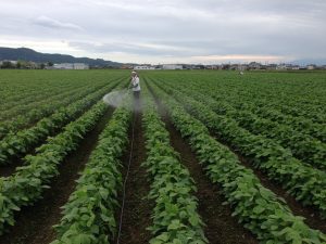 枝豆への葉面散布